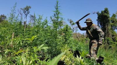 Destruyen campamentos narcos y cultivos de marihuana en el San Rafael - Nacionales - ABC Color