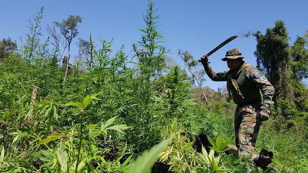 Destruyen campamentos narcos y cultivos de marihuana en el San Rafael - Nacionales - ABC Color