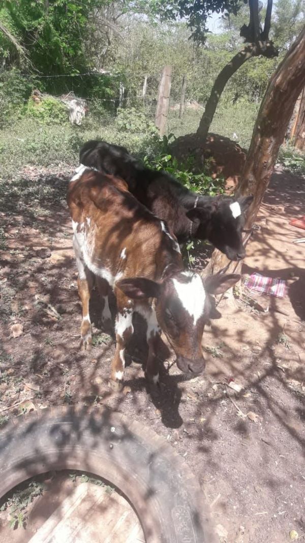 Alumnos de escuela agrícola habrían robado vacas de la institución - Nacionales - ABC Color