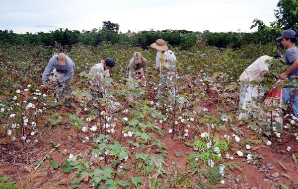 El MAG no entregará  semillas  de algodón y  cultivo agoniza - Economía - ABC Color