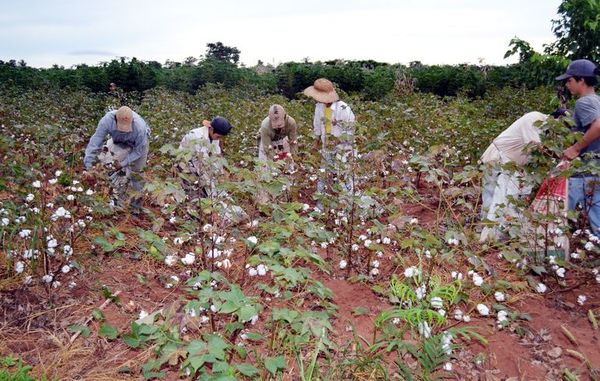 El MAG no entregará semillas de algodón y cultivo agoniza - Economía - ABC Color