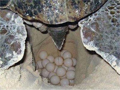 Tortugas marinas, milagro natural amenazado por el saqueo de huevos