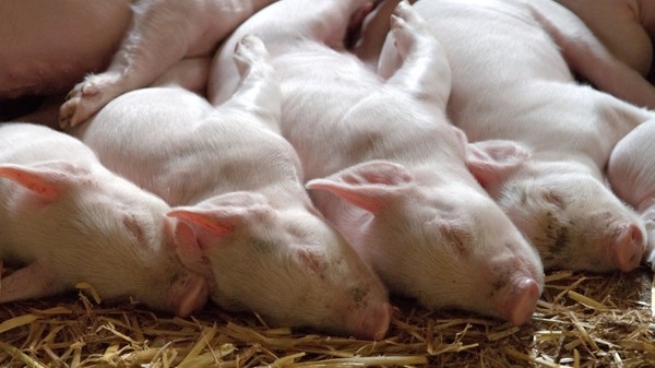 Financieras aumentaron 27% cartera de crédito para cría de animales