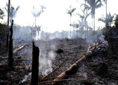 Brasil: No frenar la deforestación en la Amazonia sería “un suicidio”