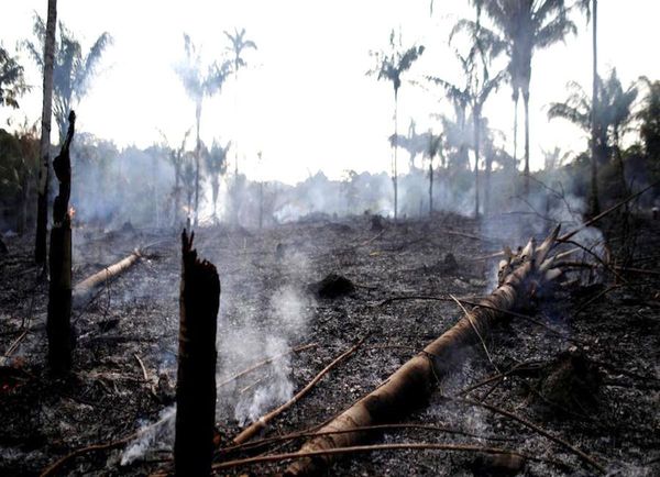 Brasil: No frenar la deforestación en la Amazonia sería “un suicidio”
