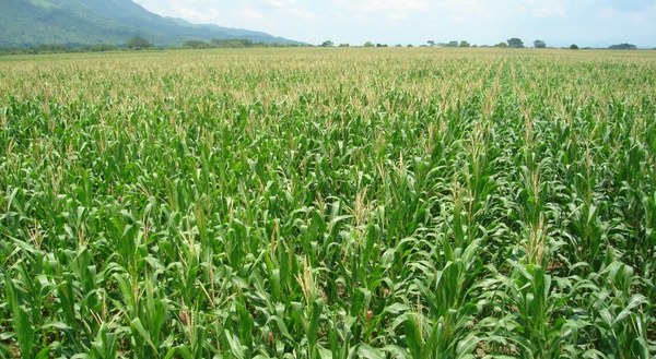 Bancos solventaron 8,5% más la agricultura en julio
