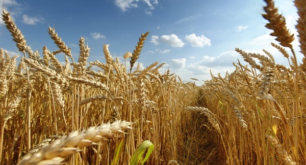Financiamiento para el cultivo de trigo aumentó 7%