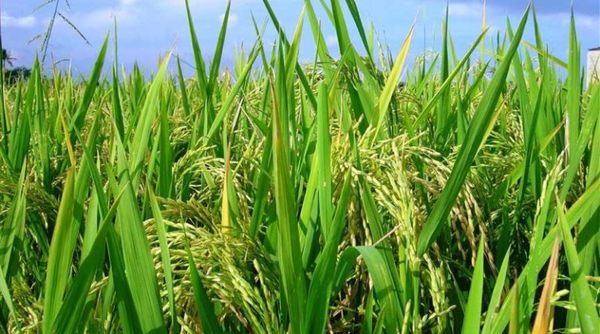 Bancos financiaron el cultivo de arroz por G. 1,4 billones