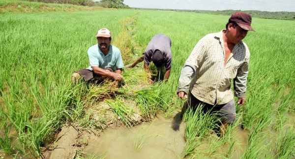 Banco Regional financió el cultivo de arroz por G. 864.904 millones