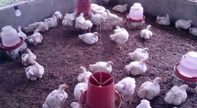 Bancos solventaron cría de animales por G. 9,5 billones a mayo
