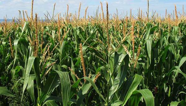 Regional financió cultivos agrícolas por G. 2,3 billones a mayo