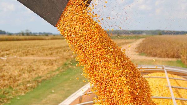 Esperan producir 5 millones de toneladas de maíz para el 2020