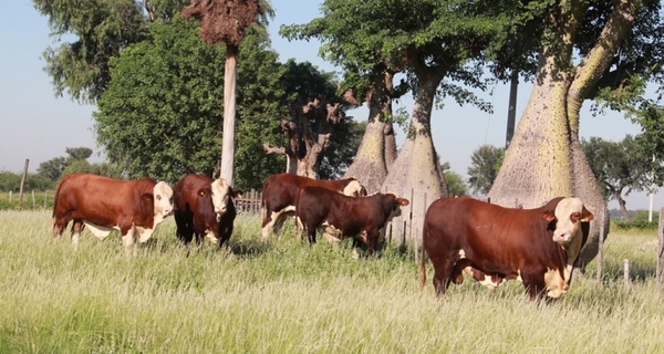 Proyectan norma nacional que certifique la calidad genética en ganado bovino