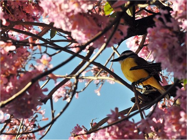 Ingresa la primavera, una de las estaciones más celebradas