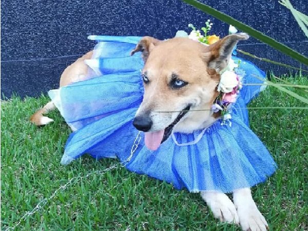 Tesapará fue la más bella en un desfile