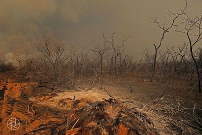 Fuego en el Chaco arrasó con 241 mil hectáreas