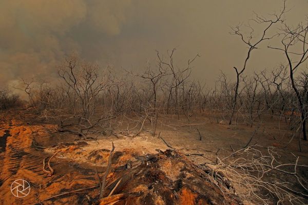 Fuego en el Chaco arrasó con 241 mil hectáreas