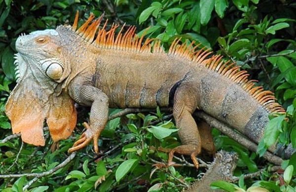 Científicos internacionales crean Comisión de la Tierra para mantener la vida - Ciencia - ABC Color