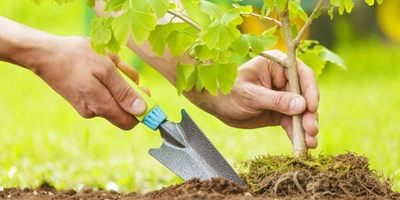 AFD e INFONA acuerdan financiar la reforestación