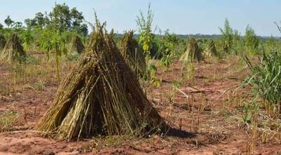 Con apoyo de ITAIPU, productores obtuvieron más de USD 2,3 millones en zafra sesamera