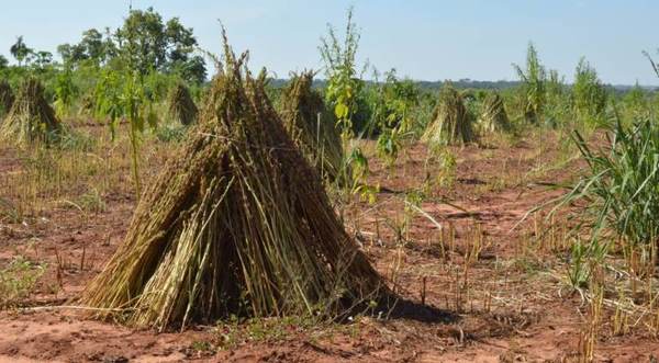 Con apoyo de ITAIPU, productores obtuvieron más de USD 2,3 millones en zafra sesamera