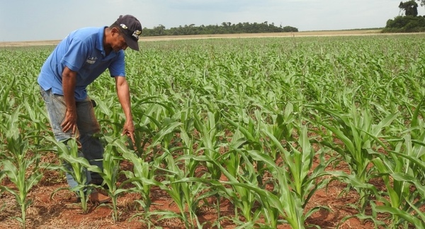Familias campesinas reportan notorio crecimiento de la producción mediante modernización agrícola