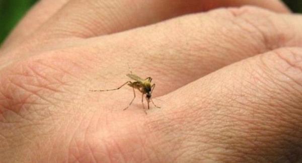 Cavialpa suma su esfuerzo a la campaña para combatir el dengue
