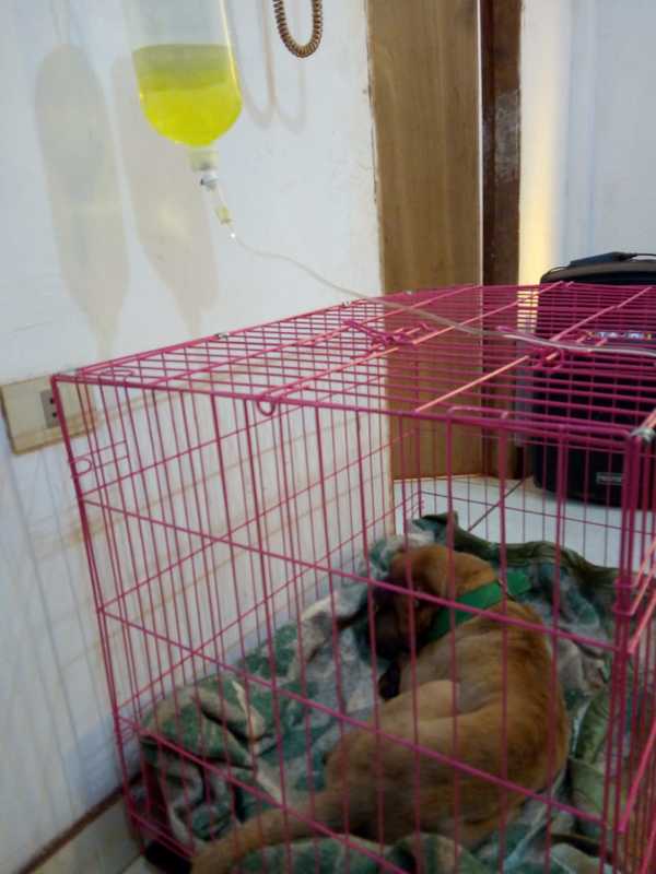 Maltrato animal en Presidente Franco » Ñanduti