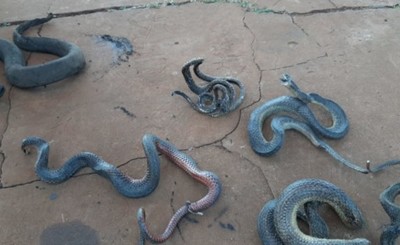 Varios animales muertos tras incendio en FIA-UNE
