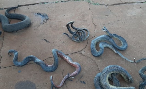 Varios animales muertos tras incendio en FIA-UNE