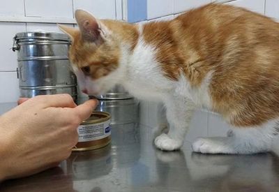 Al igual que los niños, gatos desarrollan apego con sus cuidadores - Ciencia - ABC Color