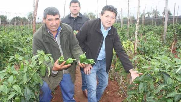 Horticultor del distrito de Belén consolida exitoso proyecto con el apoyo financiero del CAH
