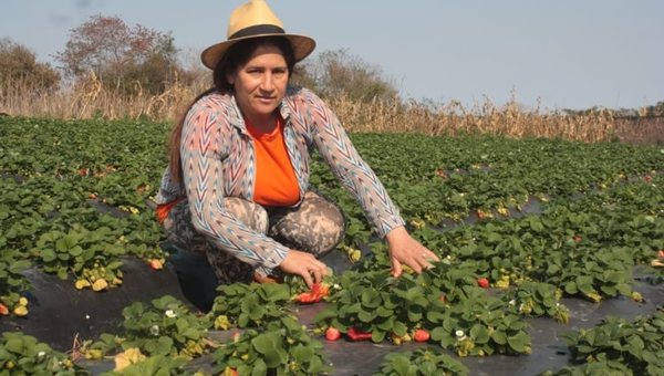 Mujer emprendedora de Coronel Oviedo provee frutillas a supermercados de Asunción