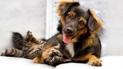 Lanzan el primer portal paraguayo 100% para mascotas