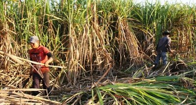 Gobierno ampliará producción de caña dulce para beneficiar a 320 mil familias