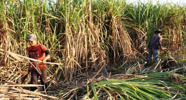 Gobierno ampliará producción de caña dulce para beneficiar a 320 mil familias