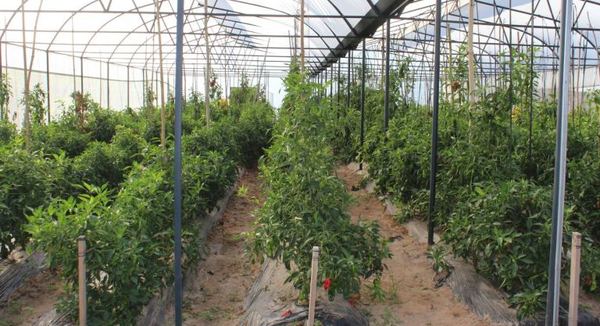 Pilar: productores de locote emprenden exitoso proyecto con apoyo de la EBY