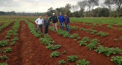 Producción de papa de estudiantes de la Escuela Agrícola de Itapúa genera buena expectativa