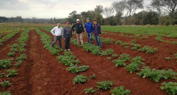 Producción de papa de estudiantes de la Escuela Agrícola de Itapúa genera buena expectativa