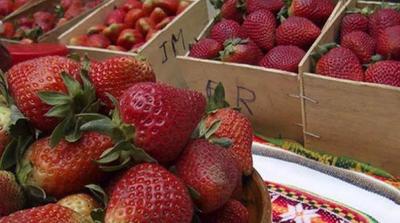 Inicia feria móvil de frutilla en barrios de Asunción