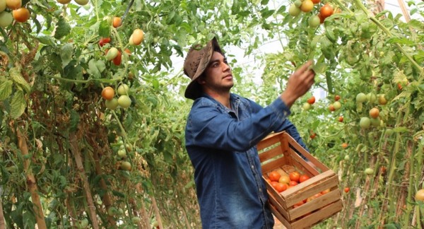 Tomates nacionales serán ofertados en Asunción y ciudades vecinas