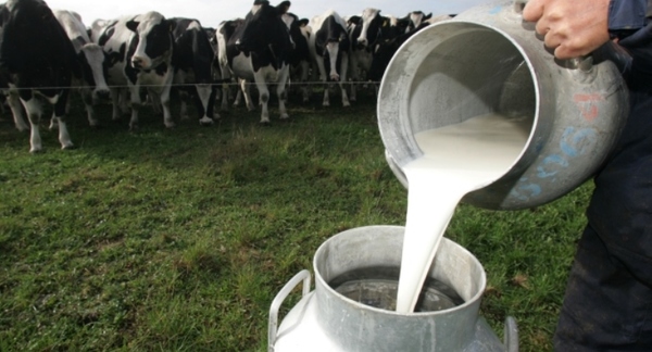 Impulsarán la producción lechera en Cambyretá