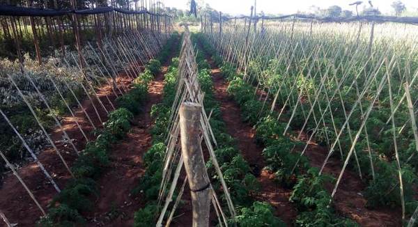 Productores de tomate de Caaguazú logran buena cosecha