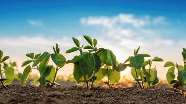 Destacan avance en el diálogo para impulsar producción sustentable de carne y soja que mitigue el cambio climático