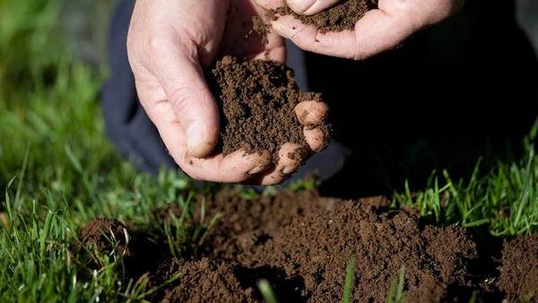 Alianza entre Inbio y Cetapar facilitará la producción de semillas para abonos verdes