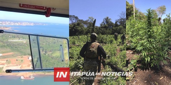 DESTRUYERON AL MENOS 44 HAS Y 3.200 KG DE MARIHUANA PICADA EN ARROYO CLARO