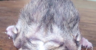 ¡Increíble!: nació un gatito con dos cabezas