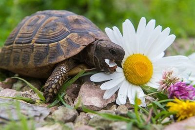 Tortugas terrestres deben ser alimentadas según la estación - Mascotas - ABC Color