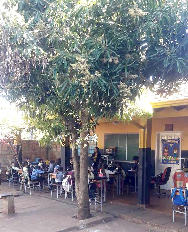 Clausuran aulas y dan clases bajo un árbol de ante peligro de derrumbe