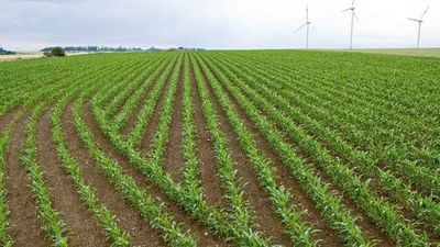 Sector bancario financió el cultivo de soja por G. 6 billones